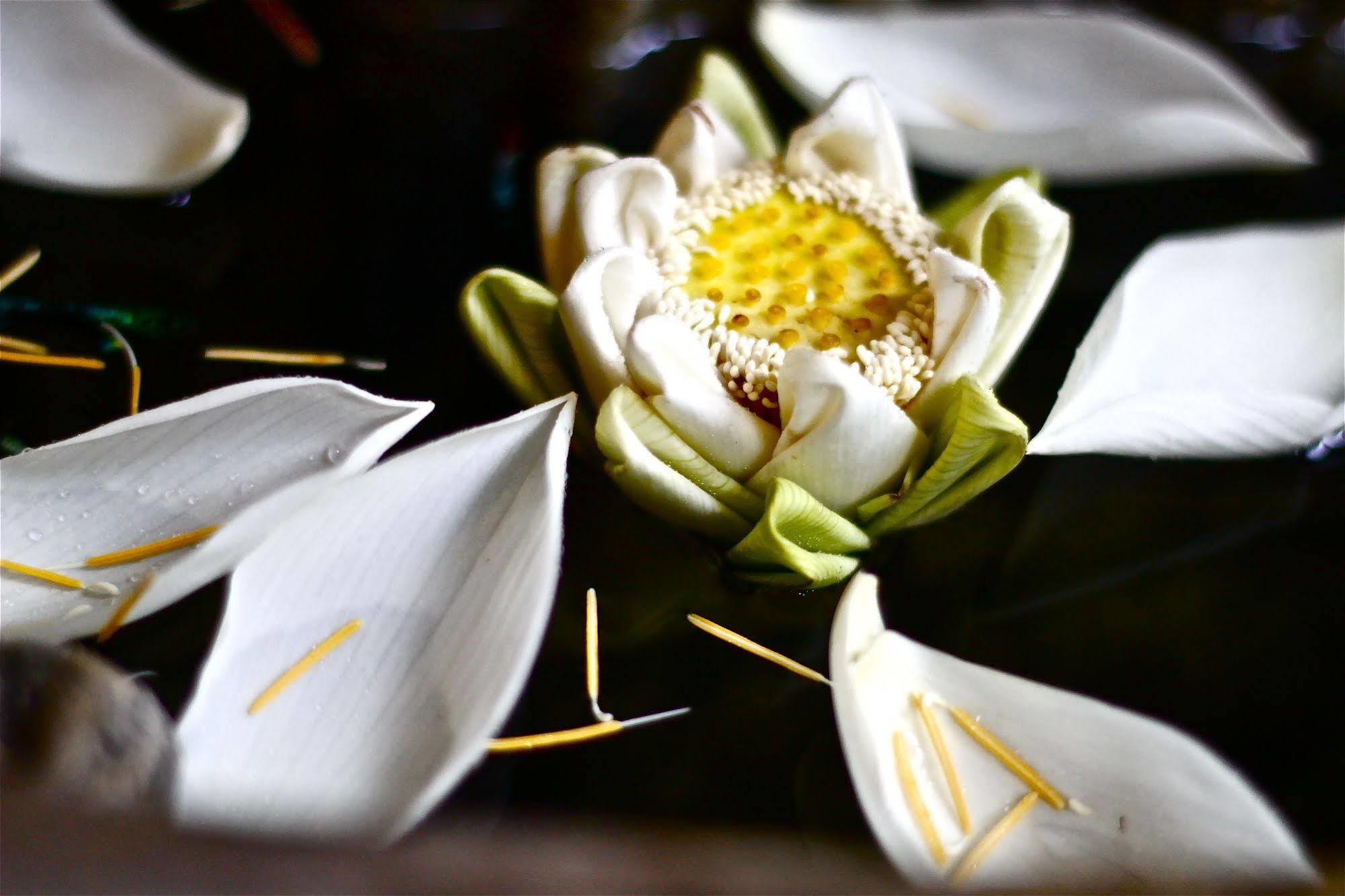 Forest King Hotel II Siem Reap Zewnętrze zdjęcie